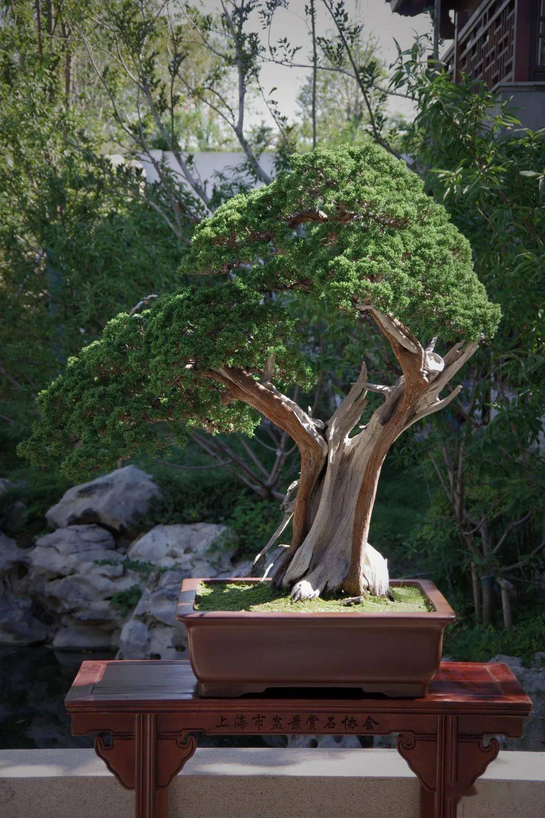 中国人的雅致生活:申园文化主题展即将闭幕_盆景_上海市_作品