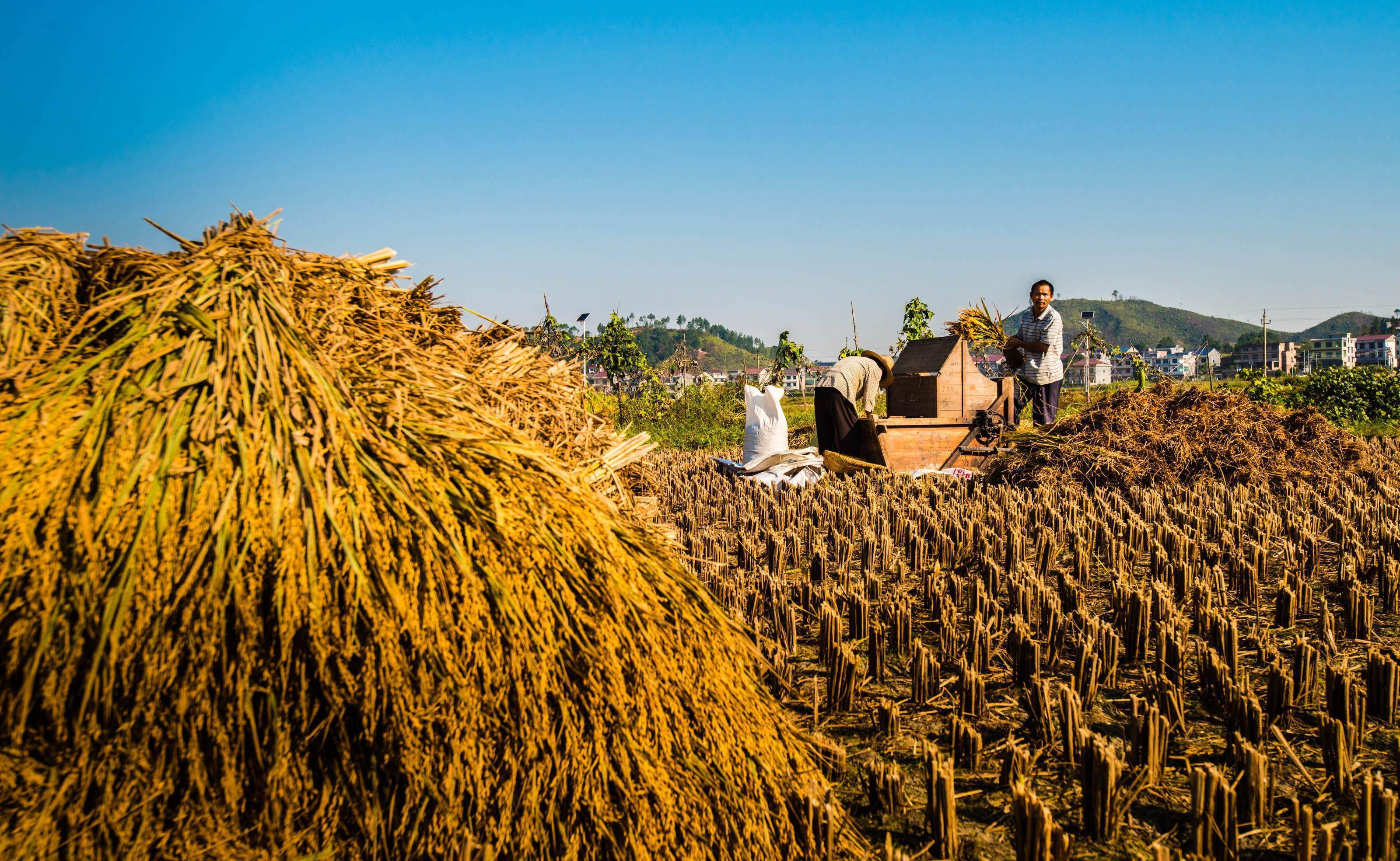 乡土散文:割稻子_辽河_盘锦_三角洲