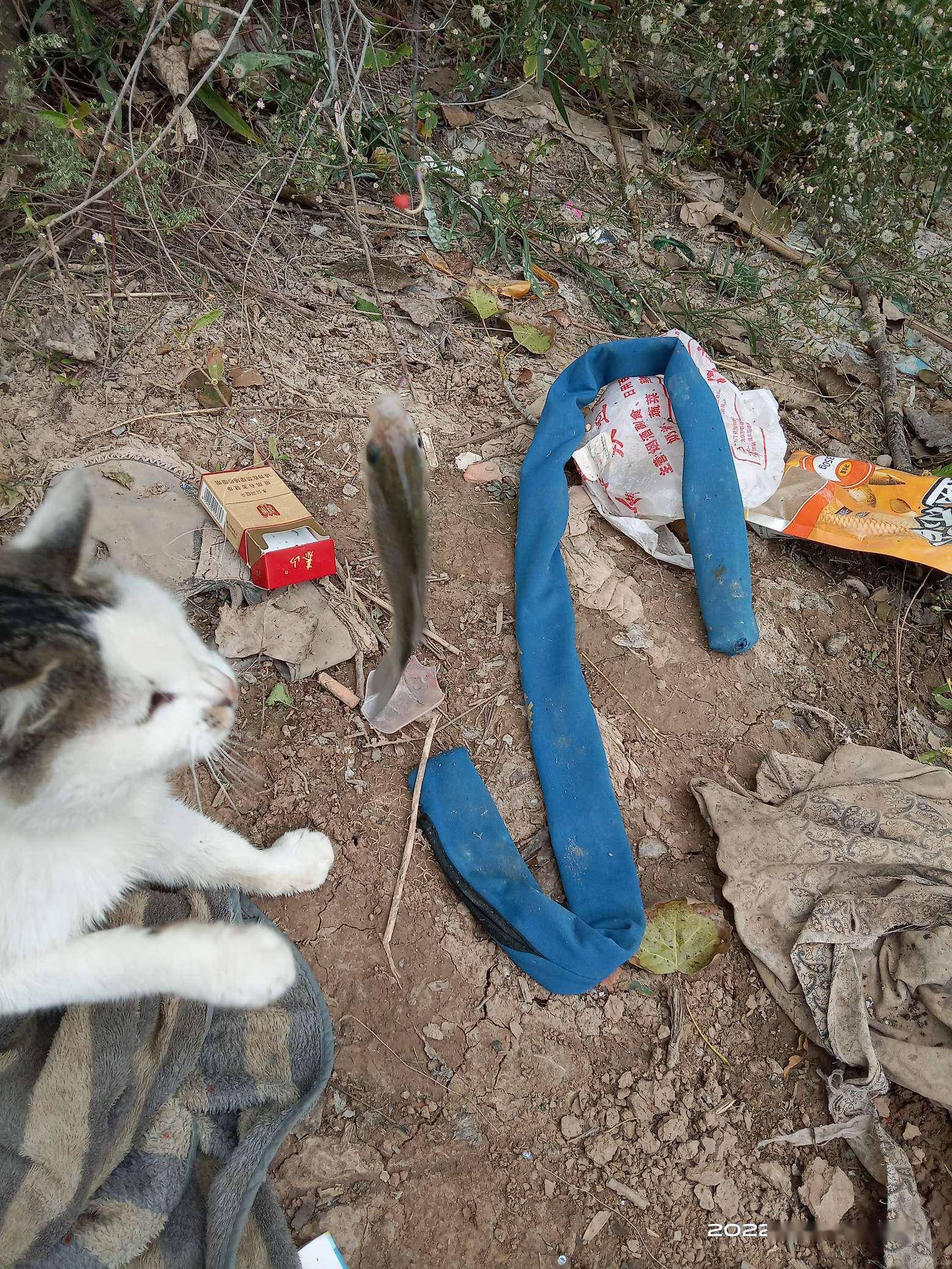 深秋恰是钓鲫时，岸边挥竿人如意，“老菜地”里更神情