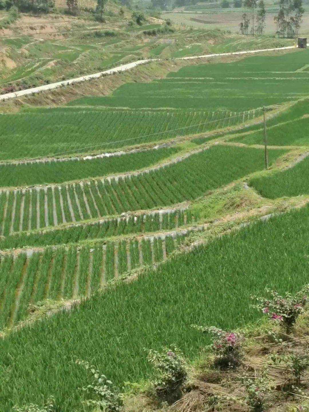 绿油油的稻田在阿路龙村,平均每户每年仅地租一项就可增收3000余元.