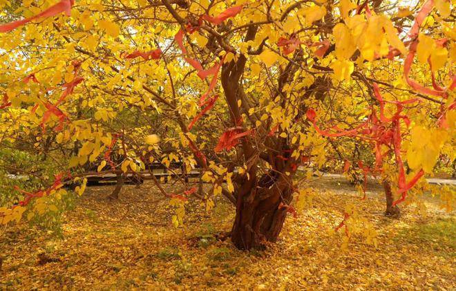 菩提树_美景_华北