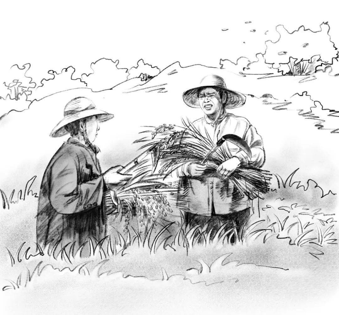 朱有勇_水稻_旱地