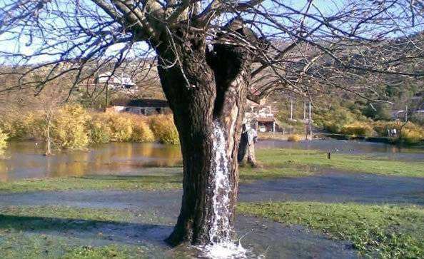 世界上最有个性的树，水竟从树干内部喷涌而出，20几年从未停歇
