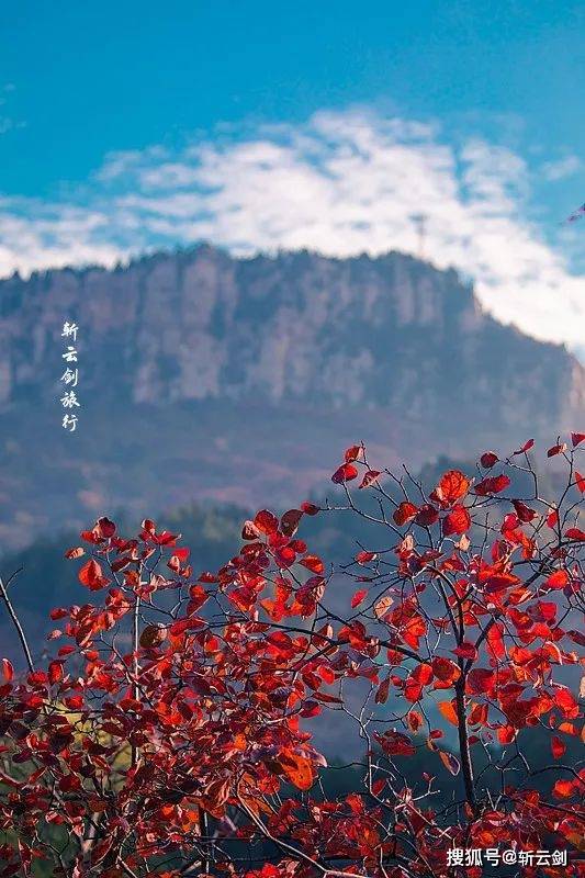 济南南部山区有到了赏红叶的季节，红叶谷的红叶美爆了