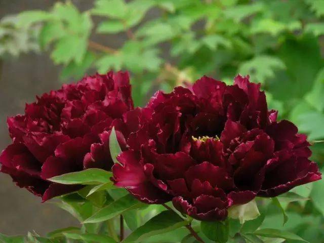 天下牡丹品种汇总,珍贵!_红色_花魁_桃花