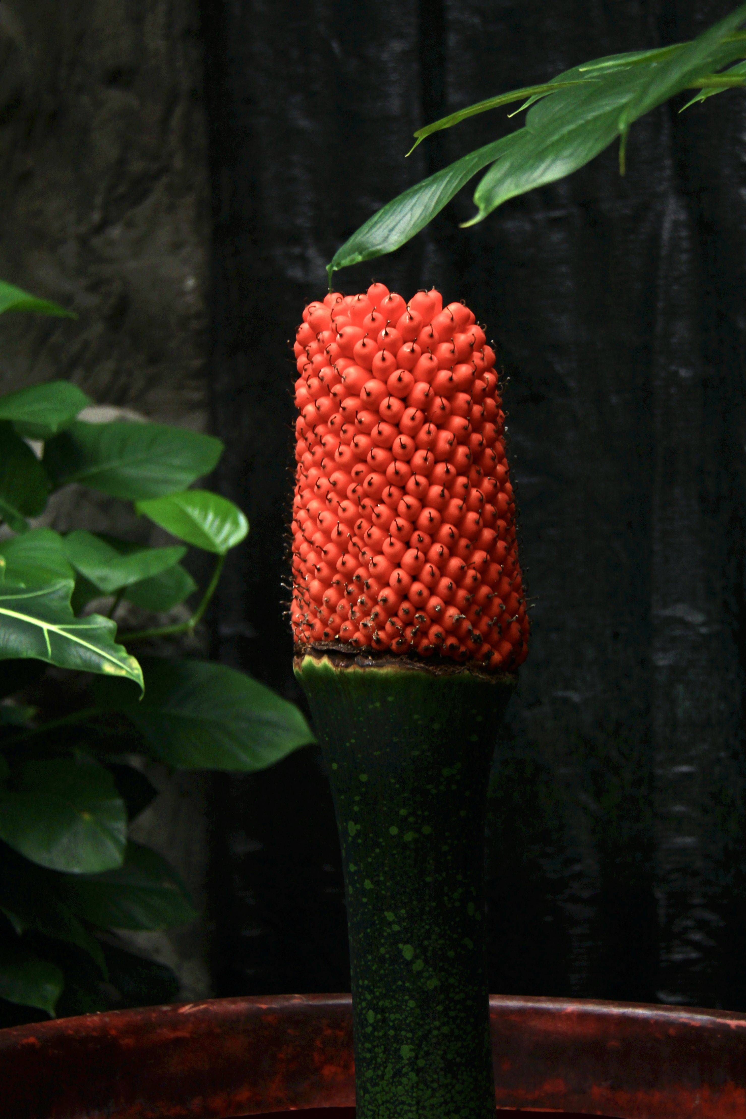 国家植物园巨魔芋结实 系国内首次-第1张图片-创女网