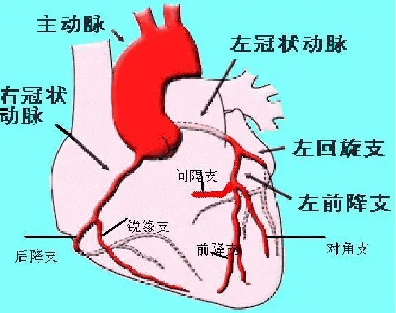 【内脏与痛苦悲伤】供给心脏的血管