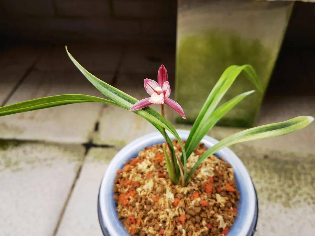 2022年,建兰铭品--金顶红,一枝独秀_颜色_红花_叶片