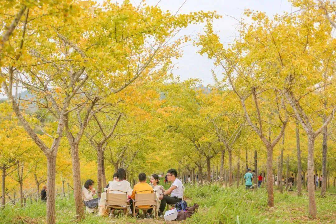 千亩银杏满目金黄，梅州上演“秋日童话”