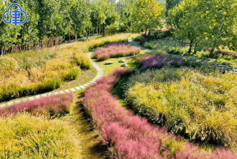 粉黛乱子草进入最佳观赏期 泰达植物资源库芊卉园开放_游客_景观_程序