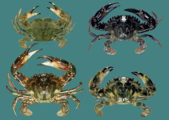 在青岛,你能吃到多少种螃蟹?_crab_面包_花盖