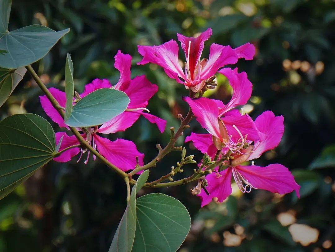 盘点广西14个市的市花!南宁是朱槿花,而柳州是.你中意哪一朵?