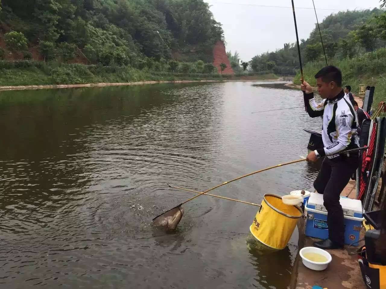 初冬活水钓鲫，不尝尝那两款便宜饵，其实太可惜了