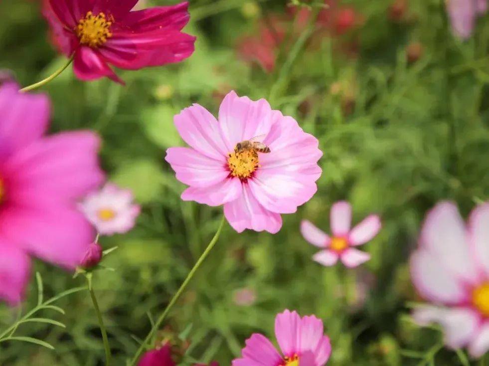 【旅游】永安地量公园波斯菊稻草人乐园，不限量门票免费送！10月22日浩大开启！国潮汉服，风情油纸伞，等你来打卡~