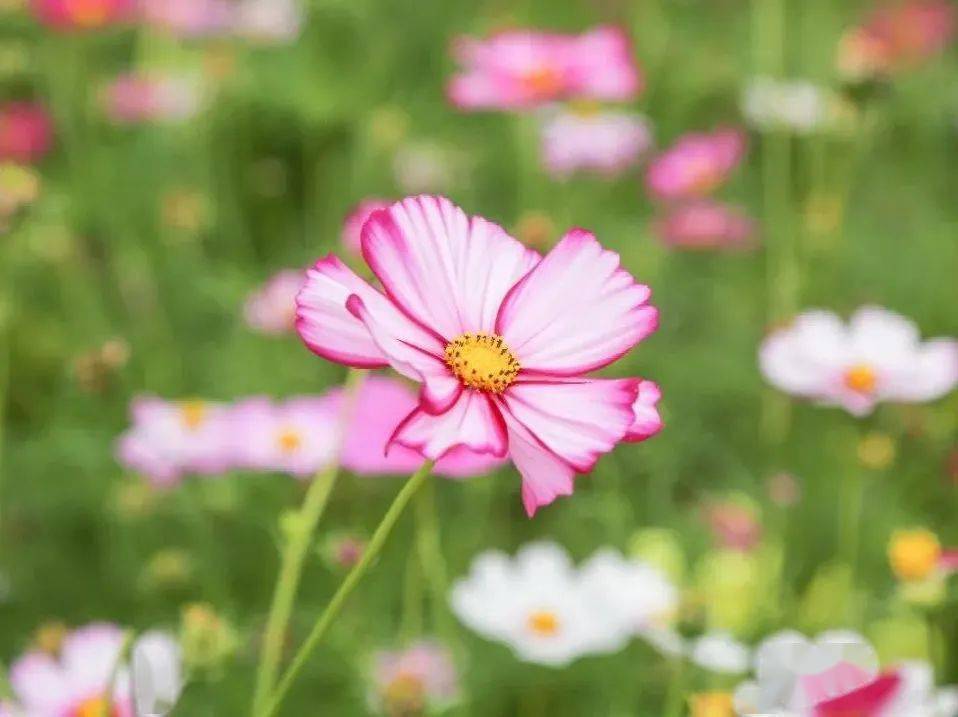 【旅游】永安地量公园波斯菊稻草人乐园，不限量门票免费送！10月22日浩大开启！国潮汉服，风情油纸伞，等你来打卡~