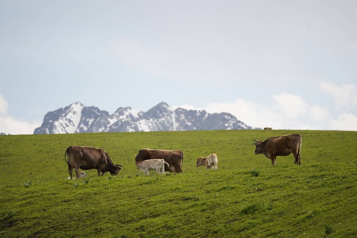 新疆褐牛基地图片