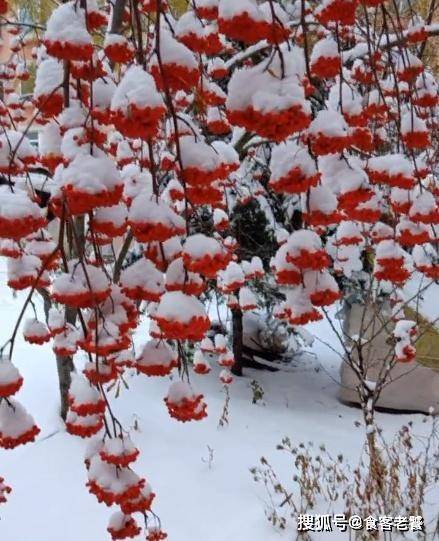 下雪了，北方树上的“果子”没人摘，却成为一道“绝美”的风景！