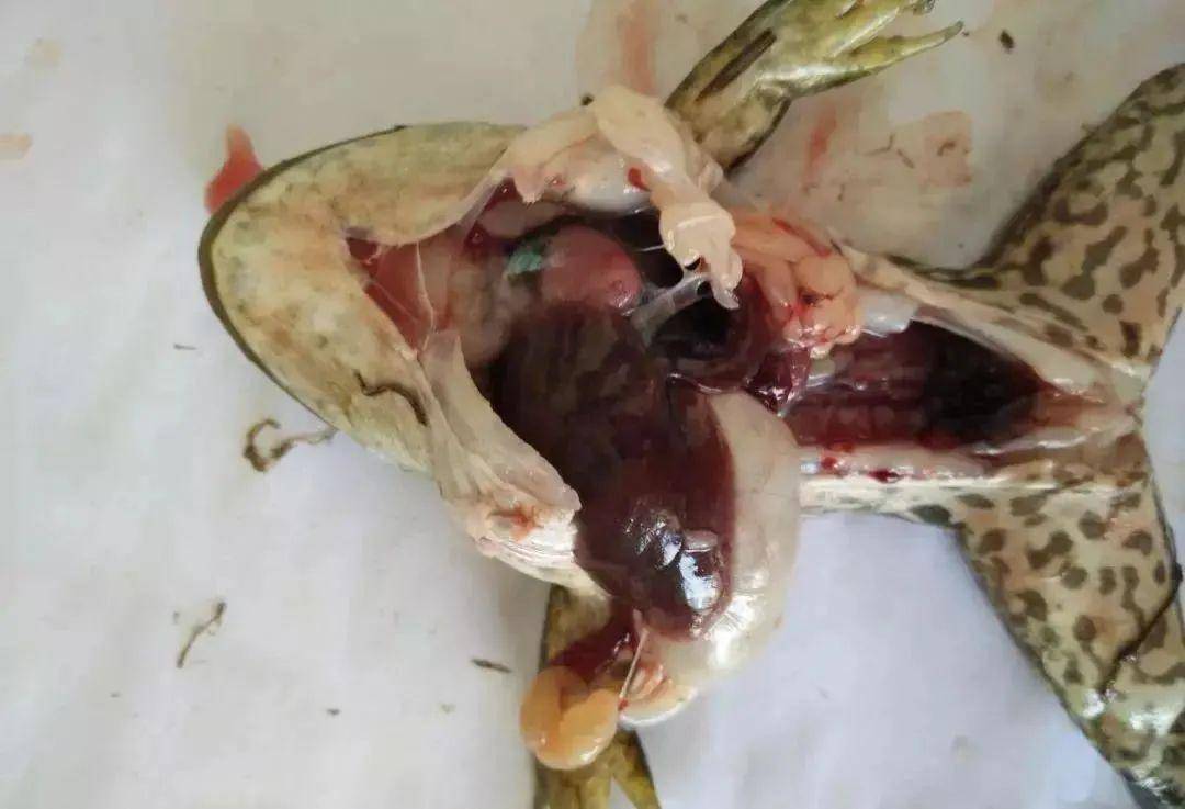牛蛙内脏解剖图图片