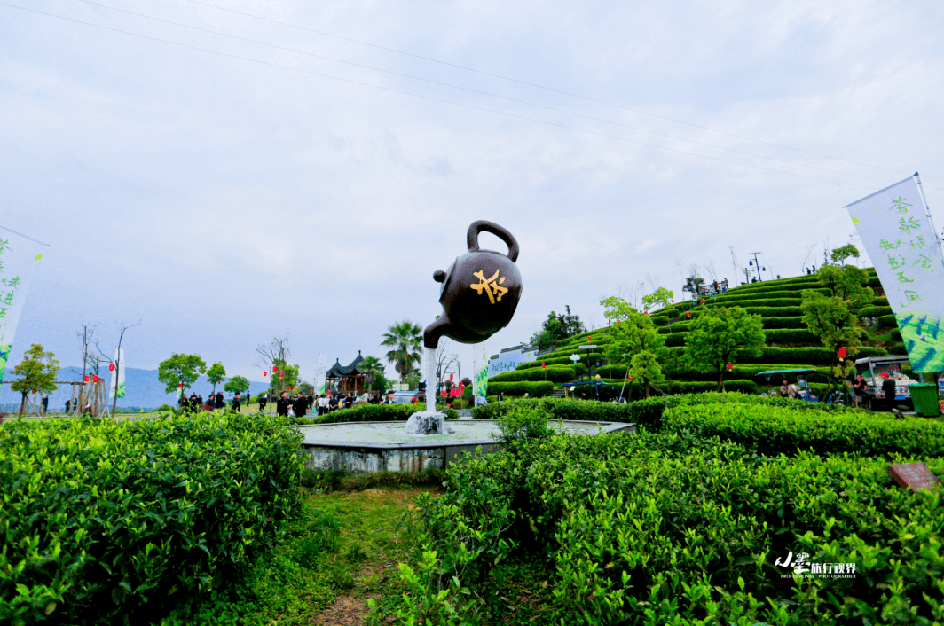 小墨旅行视界秋日是收获的季节,成片成片的金黄色,但在苍南五凤茶园