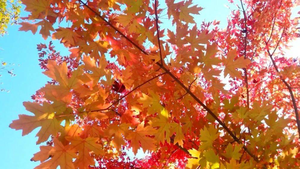 香山红叶变色率接近40％ 进入最佳观赏期