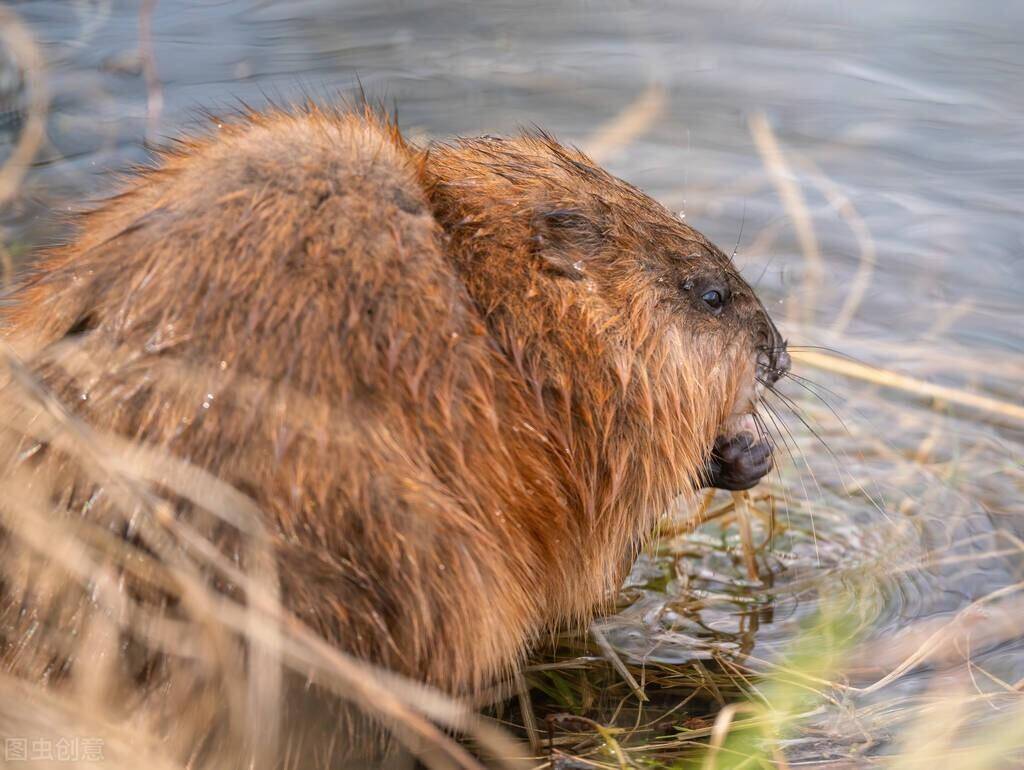 鲇鱼在岸边装死,用尾巴引诱老鼠,再将其拖下水吃掉_爸爸_麝鼠_小型的