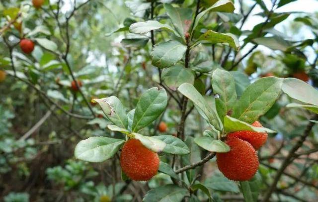 鸡嗉子树外观呈伞状,叶片光亮,果实入秋变红,且留存树上可达数月之久