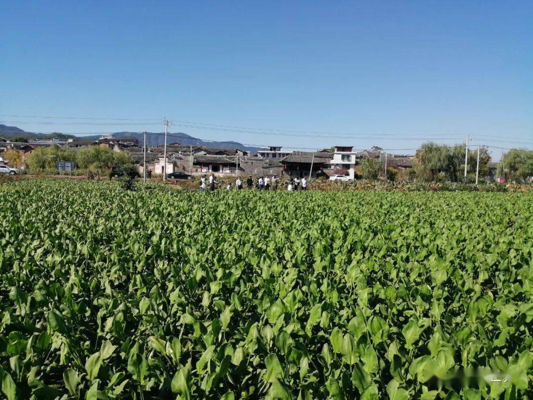 在烈日下看完建泽泻药材规范化种植基地的泽泻之后,我们一行人挥手与