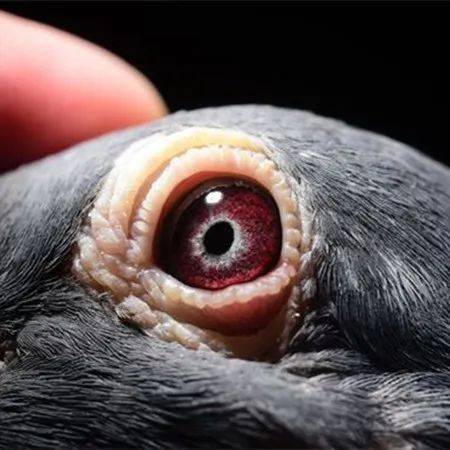 高级紫罗兰鸽眼图片图片