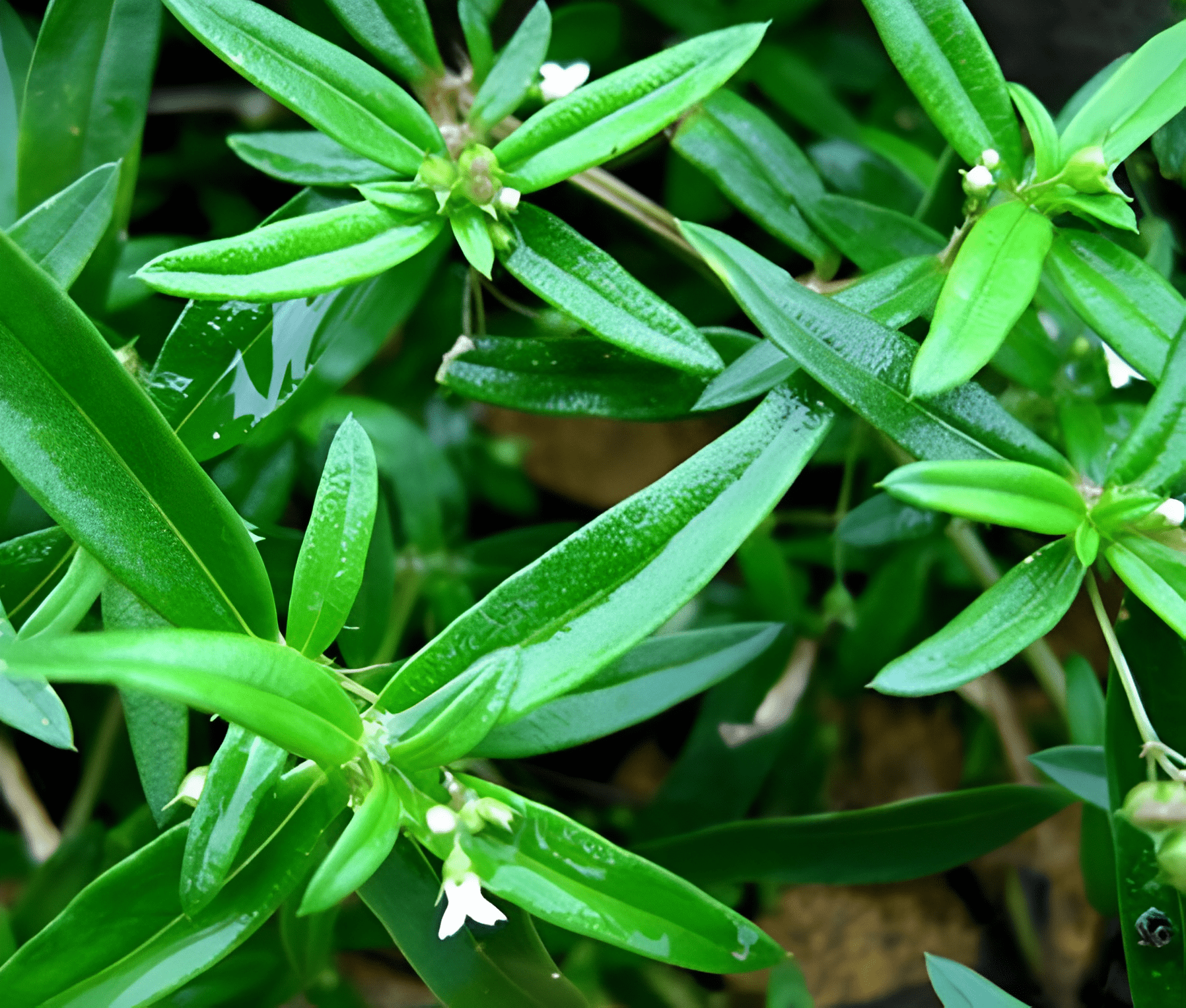 长在岩石边,人称"羊须草,是珍贵的药用植物,每年都可采收_白花蛇_花