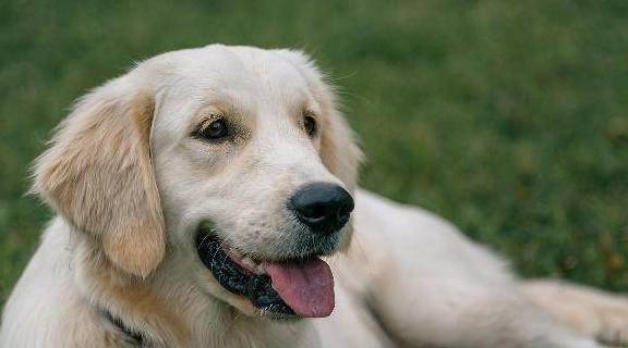 脾气最好的狗 哪些狗脾气好 看看有没有被它们欺负过 主人 狗狗 小孩子