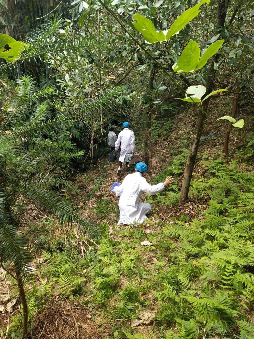 生死时速群众不慎滚落谷底全身多发伤急救人员翻山越岭徒步抢救