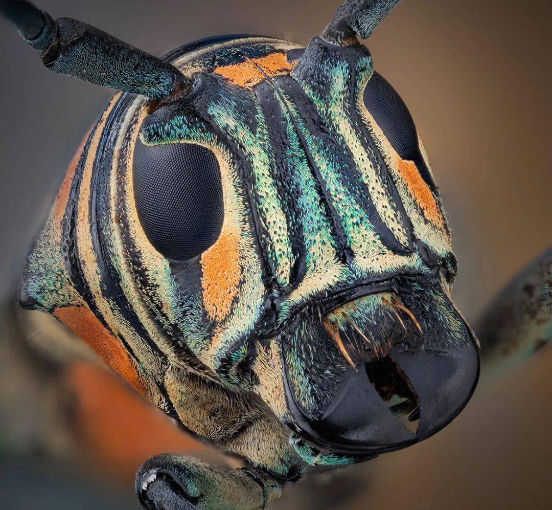 蚂蚁"极恐怖恶魔红眼尖牙怪物"真实特写照出炉!