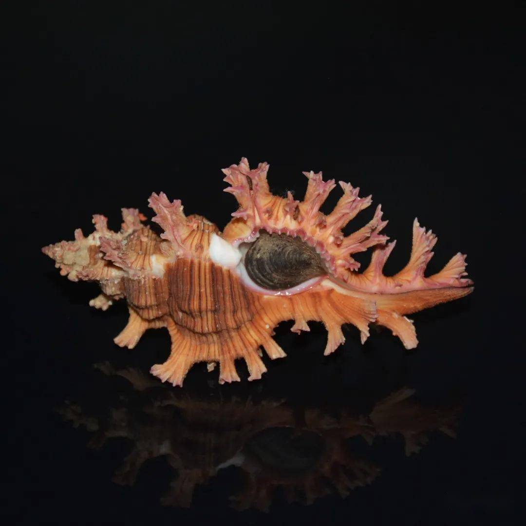 秀美棘螺_紫红色_玫瑰_学名