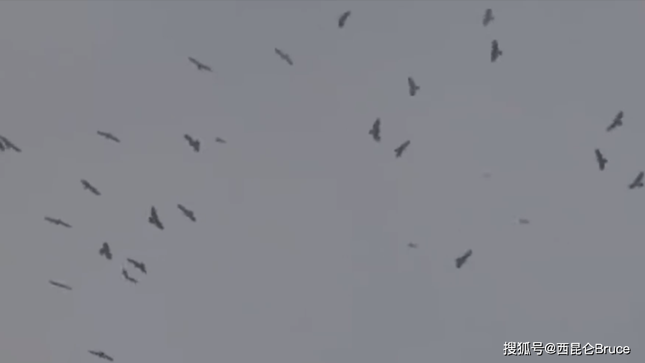 是地震的预兆吗?？大连出现罕见鹰柱现象，近5万只猛禽密集汇聚