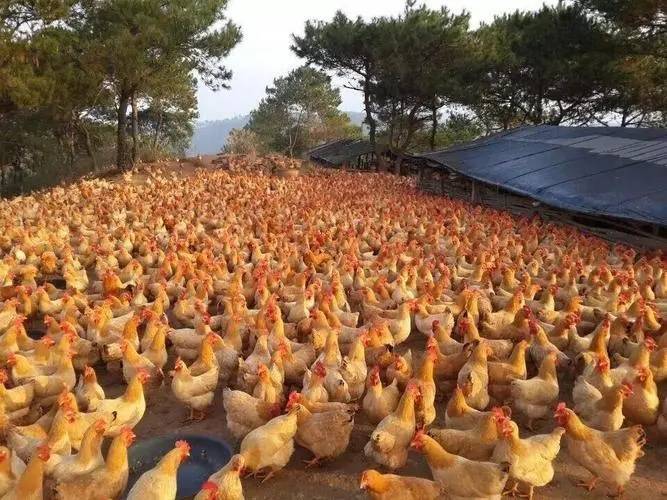 鸡快速长脚蹬子的技巧鸡吃什么脚蹬子长得快禽医玲兰姐_雏鸡_温度
