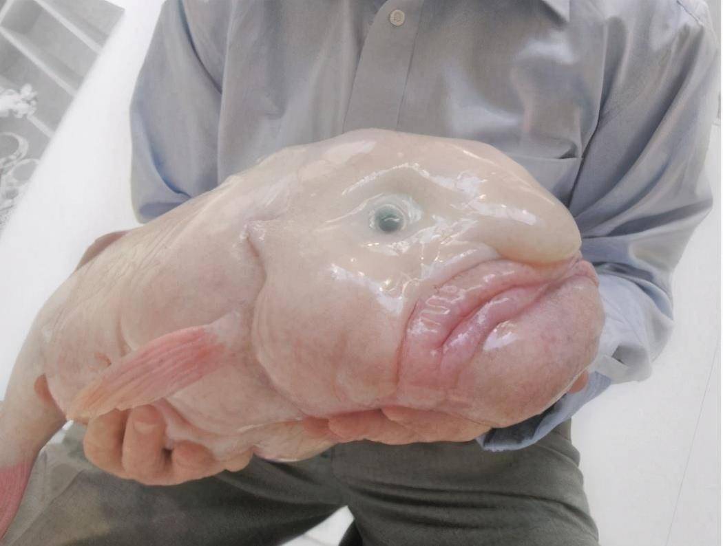 这种鱼并不能吃,而且它也是生活在深海1000米以下的深海鱼,水滴鱼的丑