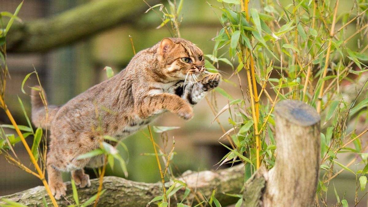 世界上最小的猫,体重最大不到四斤,外表可爱却能一顿吃掉半斤肉