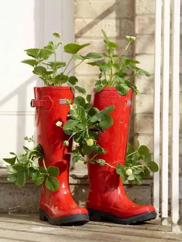 穿完的旧鞋子来种花,分分钟美爆你的家!_植物_雨鞋_花朵