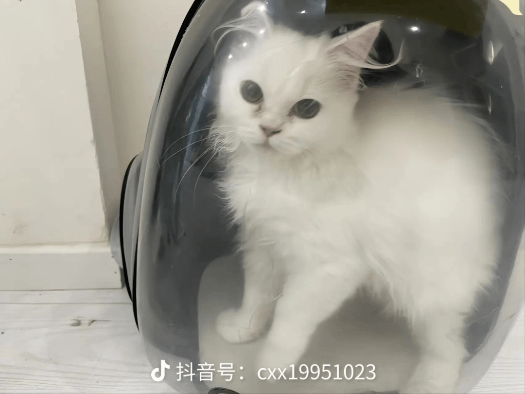 患癌仆人把猫拜托给猫咖：若是下个月我还活着，会来看它...