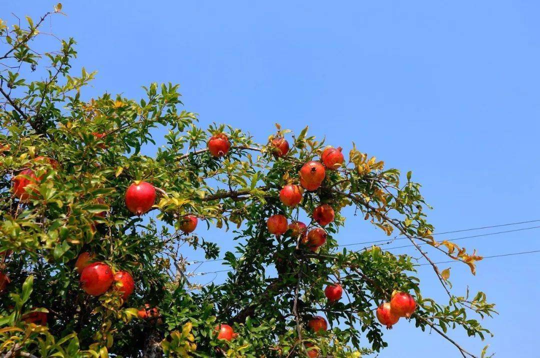 怀远:荆山秋色_审核_校对_丁文婷