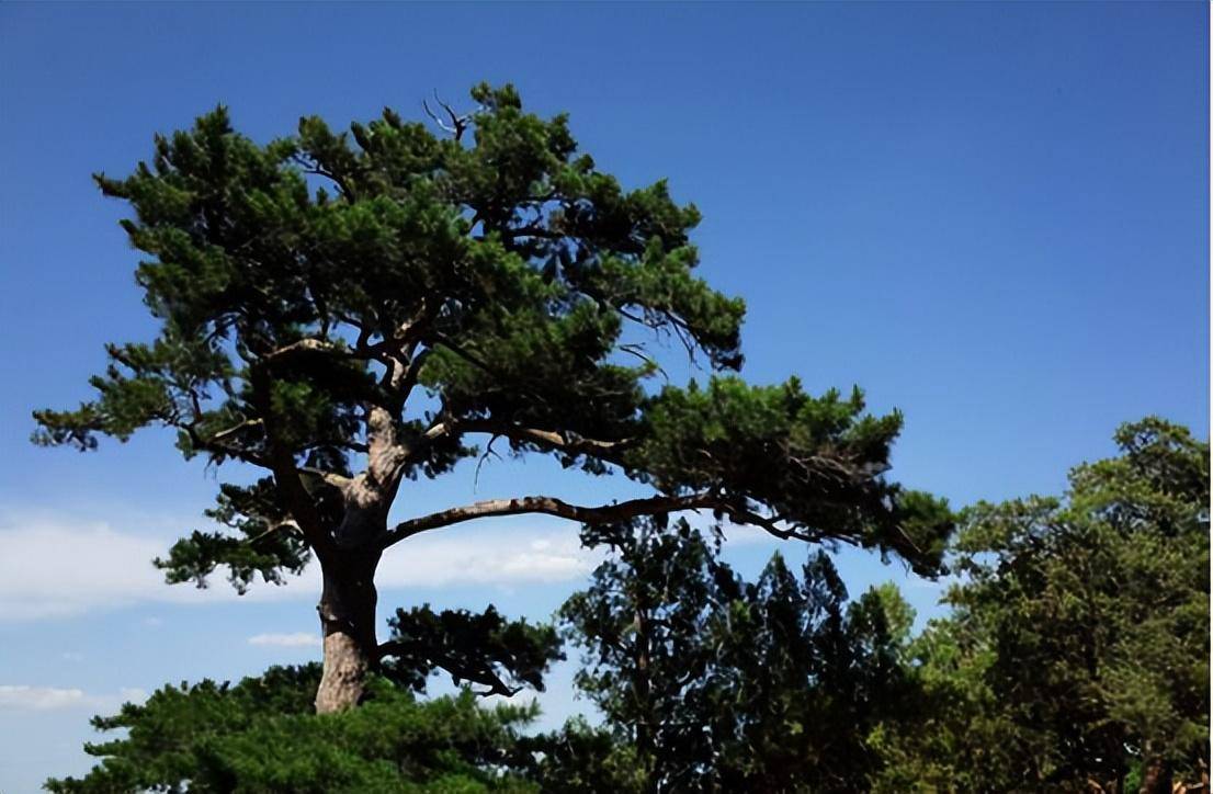 松树的丰姿雄态醉人千古.它是一种生命力极强的常青树.
