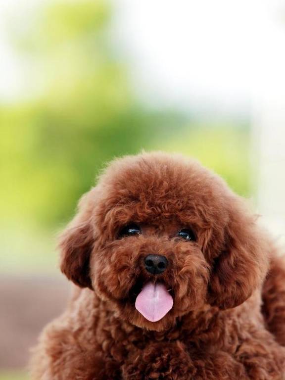 颜值顶端泰迪犬 这样做毛发变深 越来越好看 狗狗 毛色 营养
