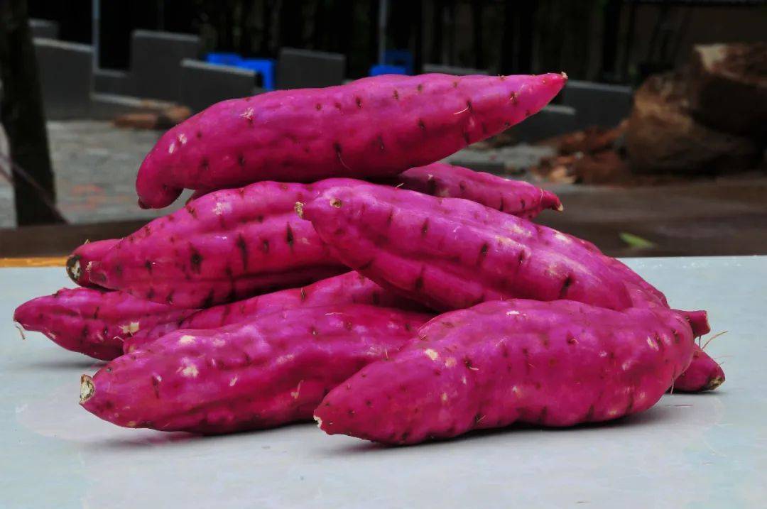 东兴 红姑娘红薯是东兴市特色优势农产品,在当地有200多年种植历史