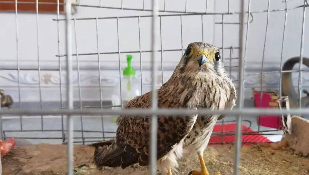 局环食药侦大队接到新镇杜贵嘎查村民陈某送来的类似于"巧鹰子"的大鸟