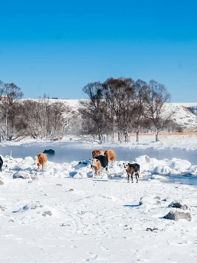 零下58℃却不结冰,一到冬天就美成童话!