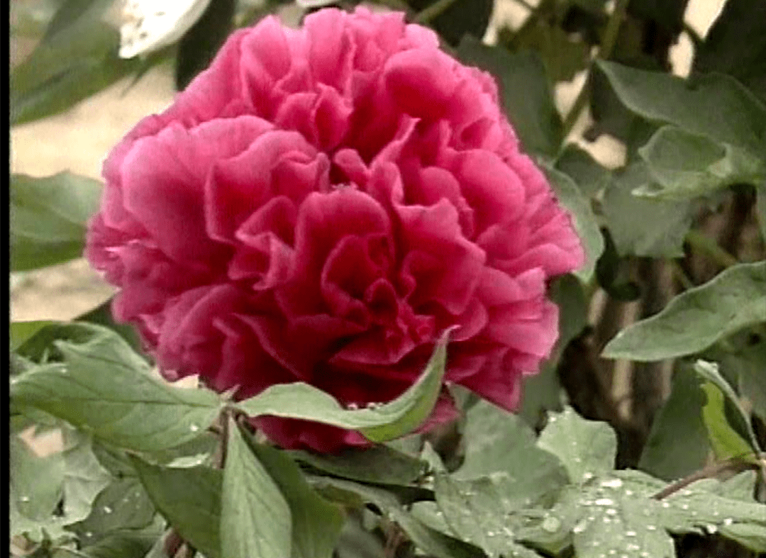 《聊斋》之花仙情缘,双女主美翻了_葛巾_公子_牡丹花