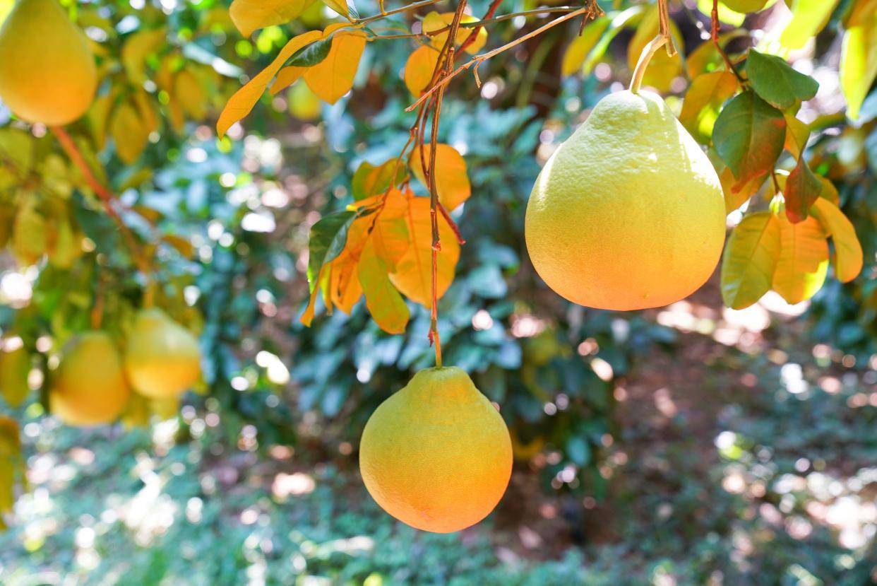 广东梅州的柚子丰收了，8棵百年以上的金柚树，吸引了全国的游客_中国_季节_时光