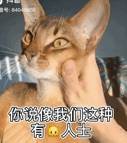 在家隔离的第20天，我的猫“秃”了……