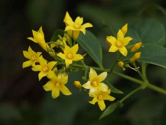 泉州街头树木结出诱人果子,但千万别吃……_芒果_有毒_萱草