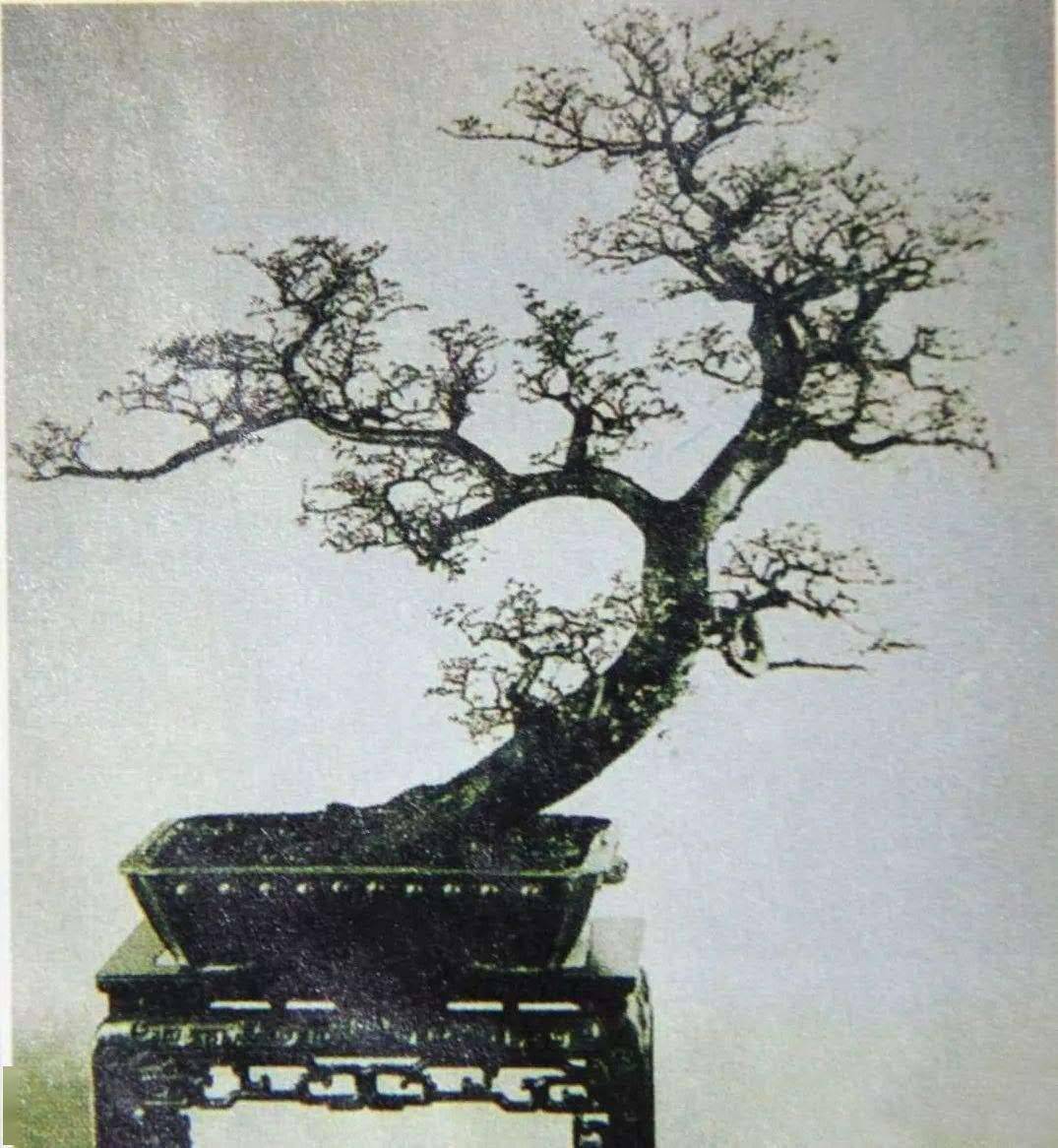 提起一代宗师孔泰初先生,可能很多人会自然而然地联想到岭南盆景,因为
